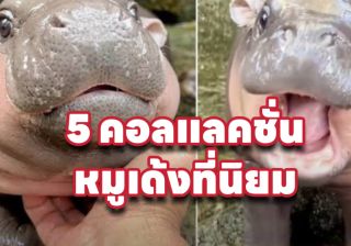 รับเขียนโปรแกรมแนะนำ 5 คอลเลคชั่น หมูเด้ง ฮิปโปตัวตึงสั่งออนไลน์ได้